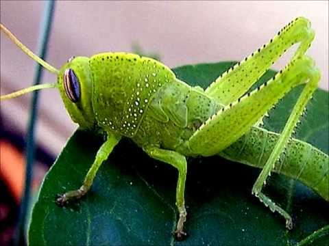 BÖCEKLER